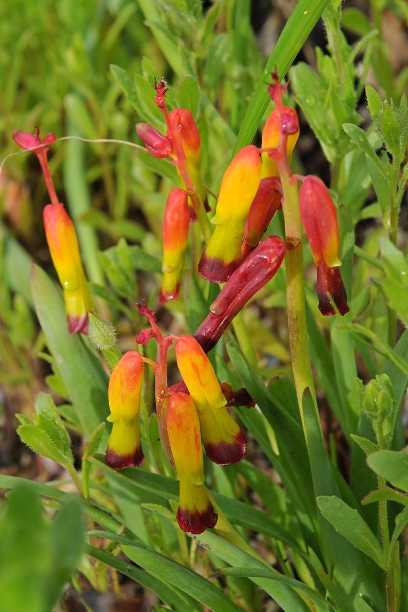 Image of Lachenalia aloides specimen.