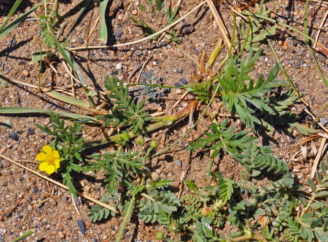 Изображение особи Potentilla tergemina.