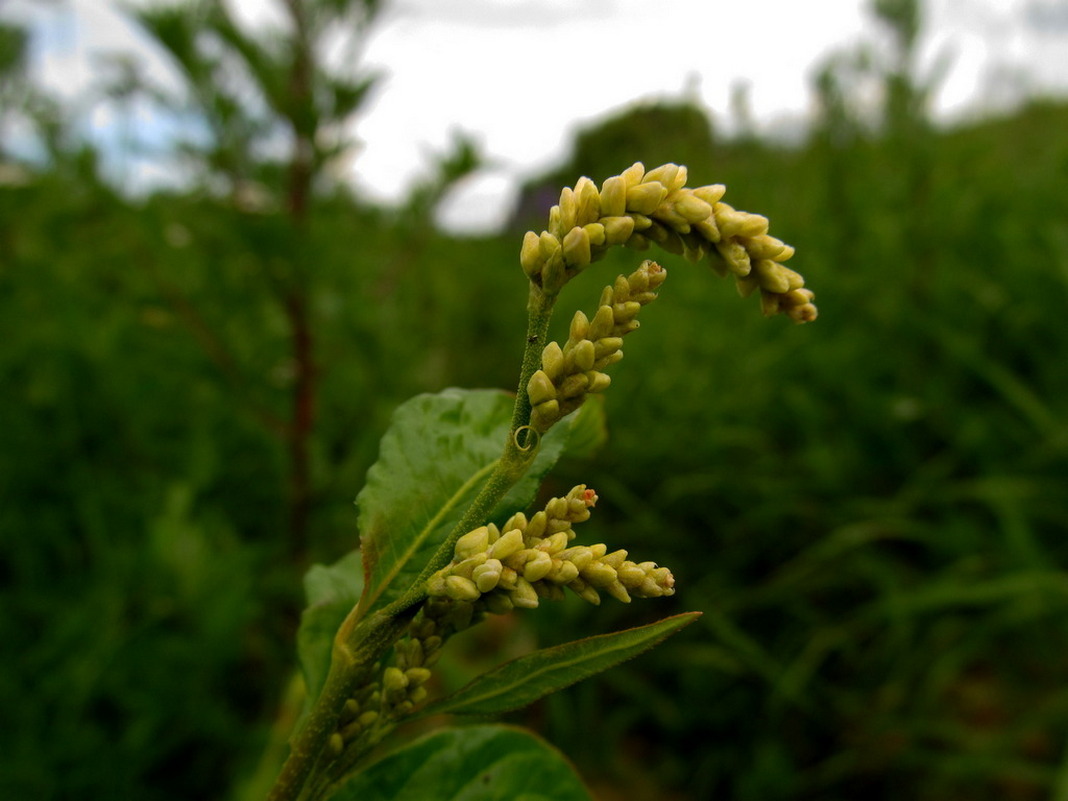 Image of Persicaria lapathifolia specimen.