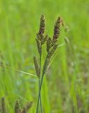 Carex hartmaniorum. Верхушки цветущих побегов. Башкортостан, Мелеузовский р-н, долина р. Нугуш, каньон Пятилистник, правый берег. 11 июня 2018 г.