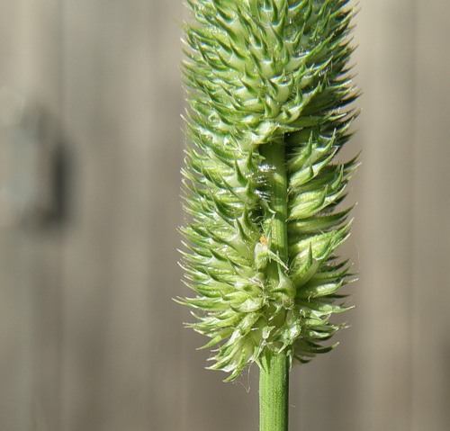 Image of Phleum pratense specimen.