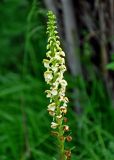 Pedicularis incarnata. Соцветие. Алтай, Катунский хребет, берег оз. Среднее Мультинское, ≈ 1600 м н.у.м., луг на опушке хвойного леса. 03.07.2018.