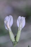 Astragalus rupifragiformis