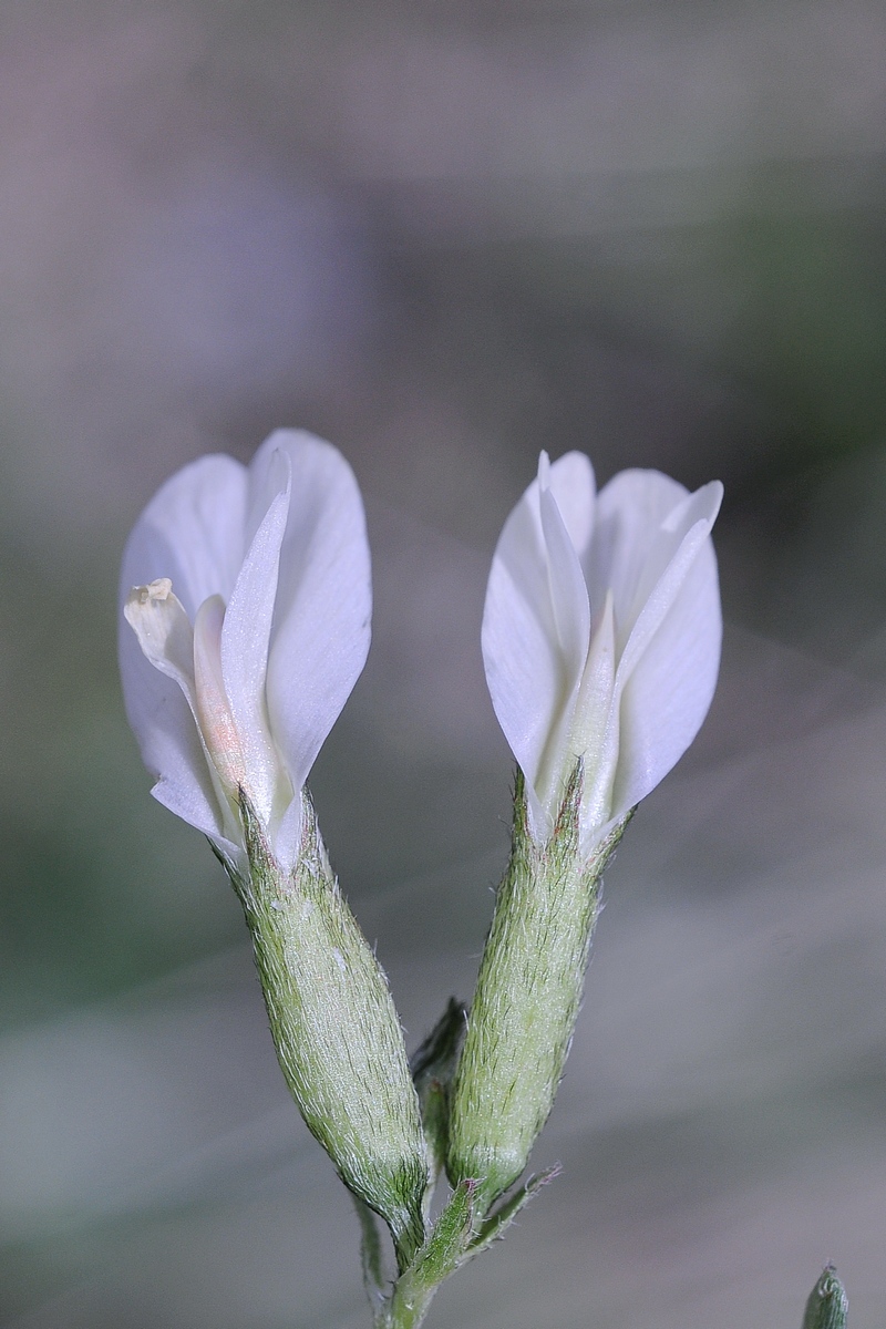 Изображение особи Astragalus rupifragiformis.