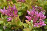 Sedum spurium. Верхушки цветущих растений. Карачаево-Черкесия, Зеленчукский р-н, окр. пос. Архыз, ур. Лунная Поляна, хребет Абишира-Ахуба, ≈ 1900 м н.у.м., каменистый берег ручья. 29.07.2018.