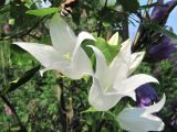 Campanula latifolia. Цветки (белоцветковая форма). Окр. Архангельска, заросшая свалка. 30.07.2012.