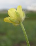 Ranunculus arvensis разновидность tuberculatus. Цветок со стороны чашечки. Краснодарский край, Кущевский р-н, станица Шкуринская, край поля у сырого кювета. 11.05.2019.