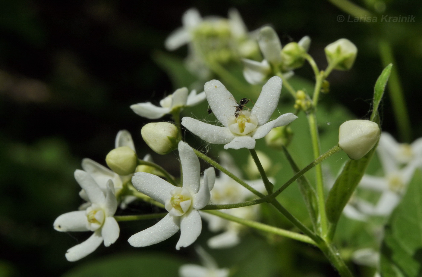 Изображение особи Vincetoxicum ascyrifolium.