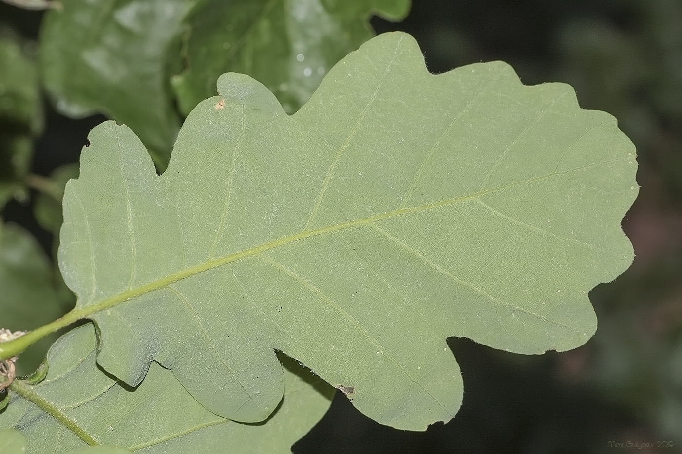 Изображение особи Quercus petraea.