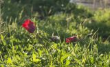 Anemone coronaria