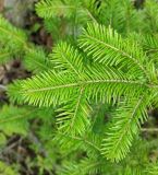 Abies sibirica