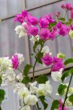 род Bougainvillea