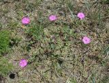 Dianthus versicolor. Цветущие растения. Иркутская обл., Усть-Ордынский р-н, окр. пгт Усть-Орда, степь. 06.07.2022.