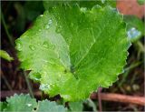 Ranunculus cassubicus