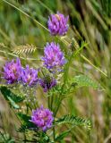 Astragalus onobrychis. Верхушка побега с соцветиями. Алтайский край, Романовский р-н, окр. с. Гуселетово, берег оз. Мормышанское, степь. 26.06.2021.