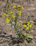 Senecio vernalis. Цветущее и плодоносящее растение. Дагестан, Кумторкалинский р-н, долина р. Шураозень, подножие сухого склона. 30.04.2022.