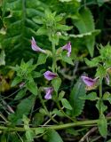 Pedicularis resupinata