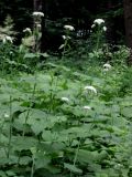 Valeriana tiliifolia