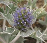 Eryngium maritimum. Соцветие. Нидерланды, провинция Noord-Holland, Wijk aan Zee, заказник Noordhollands duinreservaat, приморские дюны. 5 июля 2008 г.