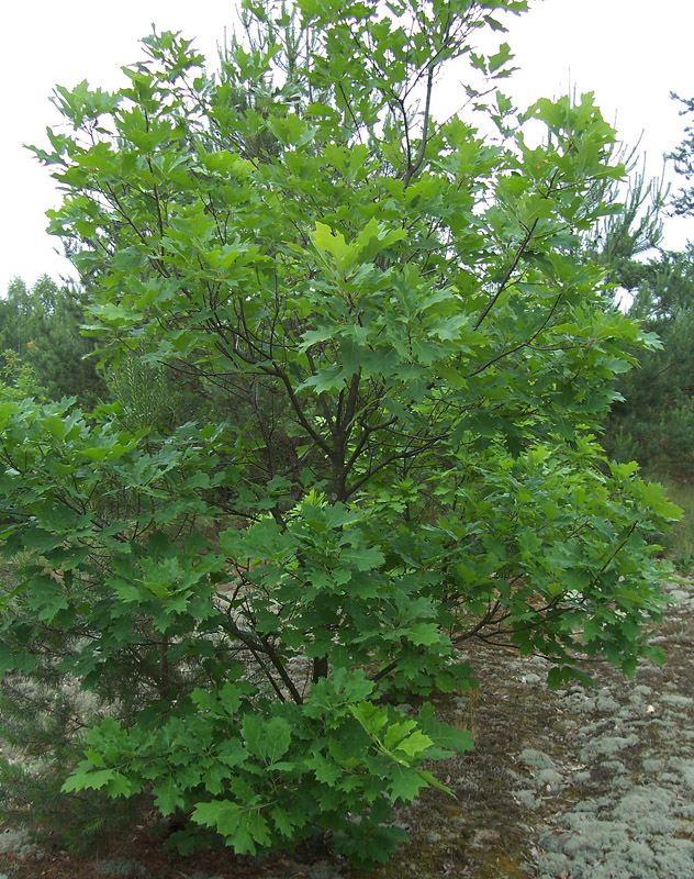 Изображение особи Quercus rubra.