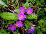 Primula vulgaris. Цветущее растение. СВ Турция, пров. Ризе (Rize). 29.03.2010.