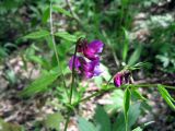 Lathyrus vernus