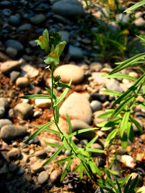 Изображение особи Linaria acutiloba.