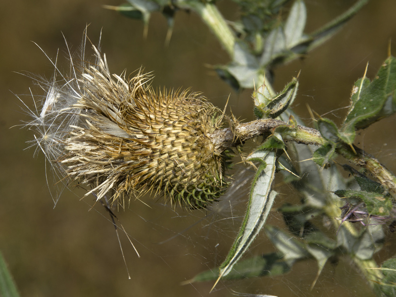 Изображение особи Cirsium serrulatum.