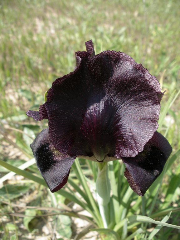 Изображение особи Iris atrofusca.