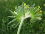 Anthyllis macrocephala