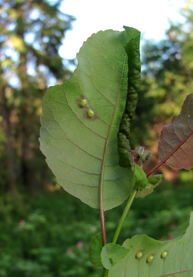 Изображение особи Salix pyrolifolia.