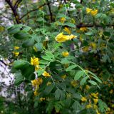 Caragana arborescens