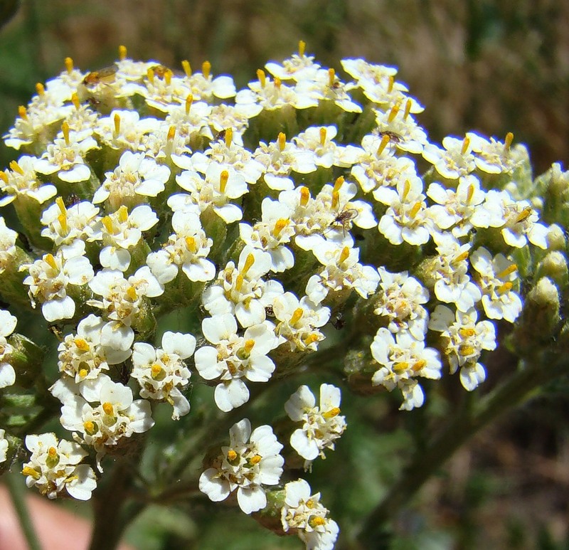 Изображение особи Achillea setacea.