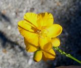 Senna × floribunda. Верхушка побега с цветком и бутоном. Германия, г. Essen, Grugapark. 29.09.2013.