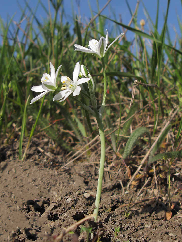 Изображение особи Ornithogalum navaschinii.