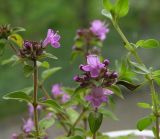 Thymus komarovii