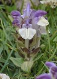 Scutellaria alpina