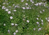 Symphyotrichum cordifolium