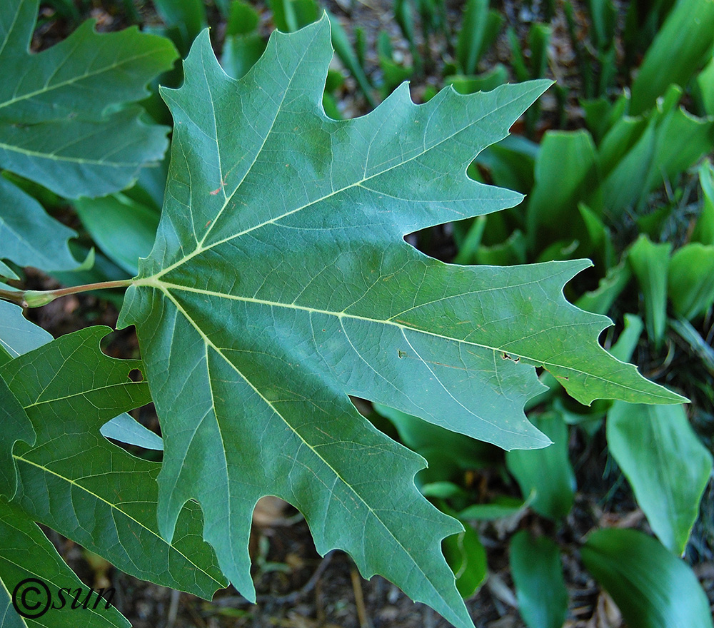 Изображение особи Platanus orientalis.