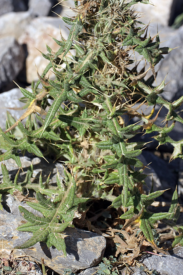 Изображение особи Cirsium vulgare.