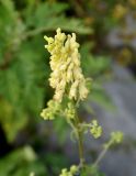 Aconitum crassifolium. Соцветие. Приморье, окр. г. Находка, гора Брат, каменистый склон. 12.08.2015.