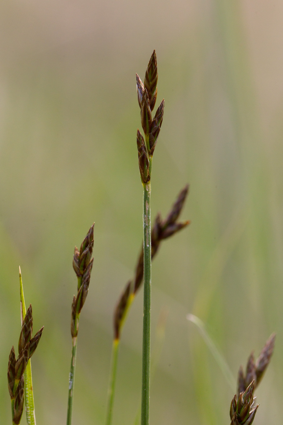 Изображение особи Carex praecox.