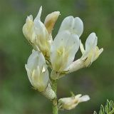 Astragalus resupinatus