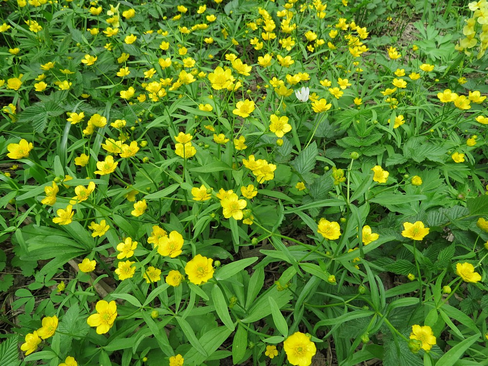 Image of Ranunculus monophyllus specimen.