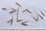 Elymus caninus