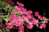 род Bougainvillea