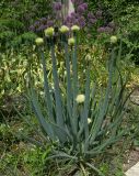 Allium altaicum