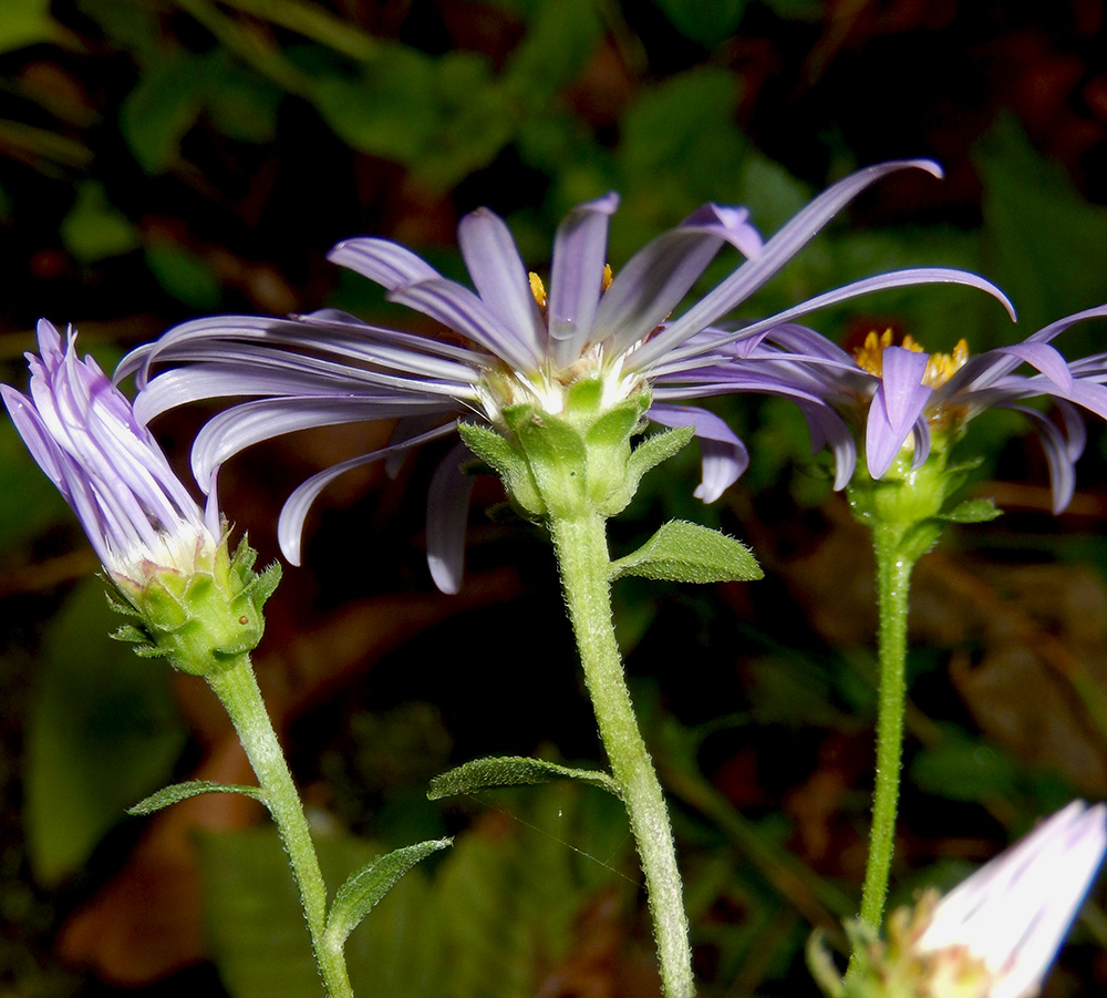 Изображение особи Aster bessarabicus.