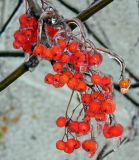 Sorbus aucuparia