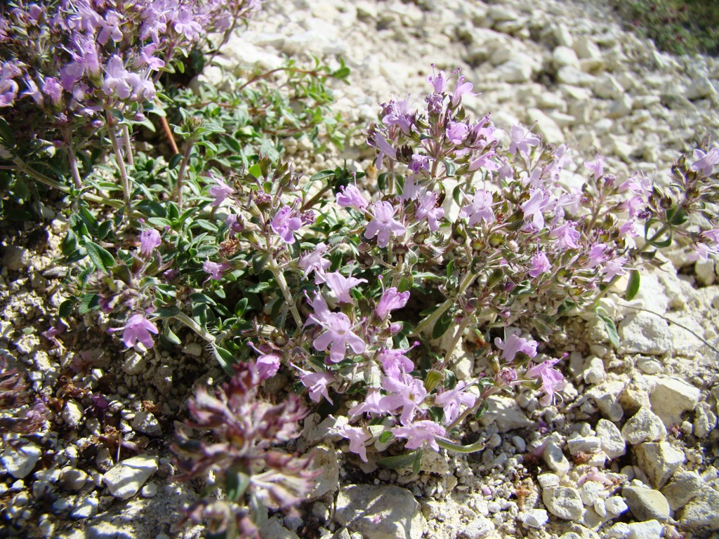 Изображение особи Thymus dubjanskyi.